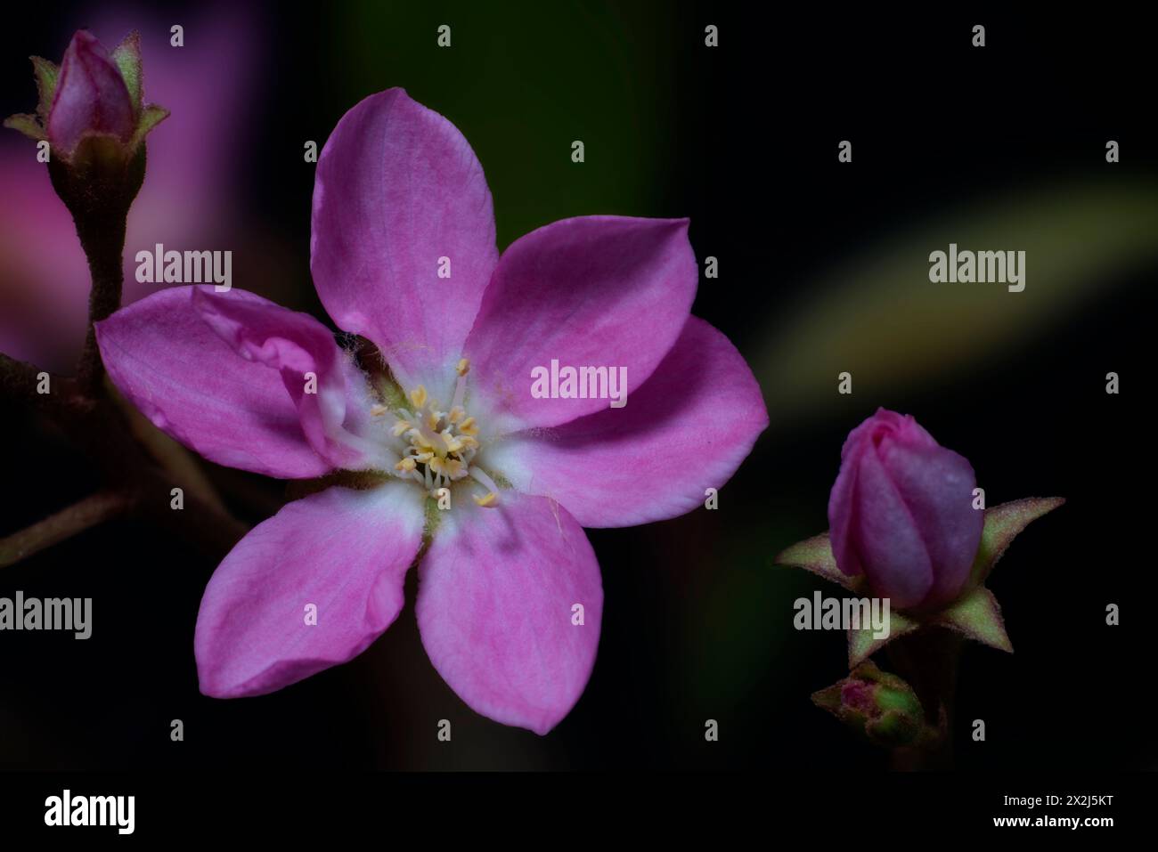Primo piano della fioritura del biancospino indiano Foto Stock