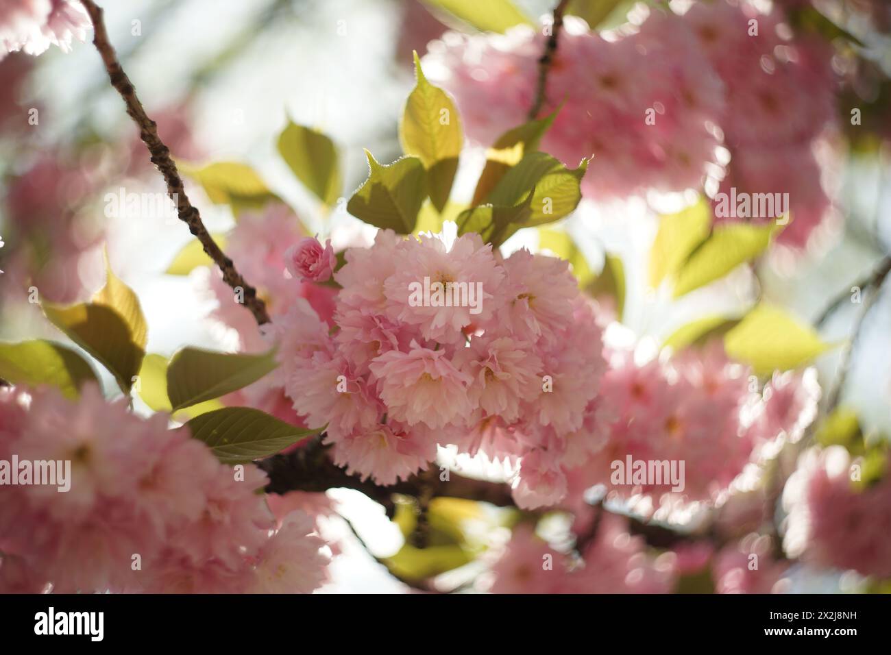 Delicati fiori rosa di un ciliegio ornamentale in piena fioritura. Il fogliame è verde-giallo lussureggiante. Sullo sfondo, c'è un bokeh estremo e vorticoso Foto Stock