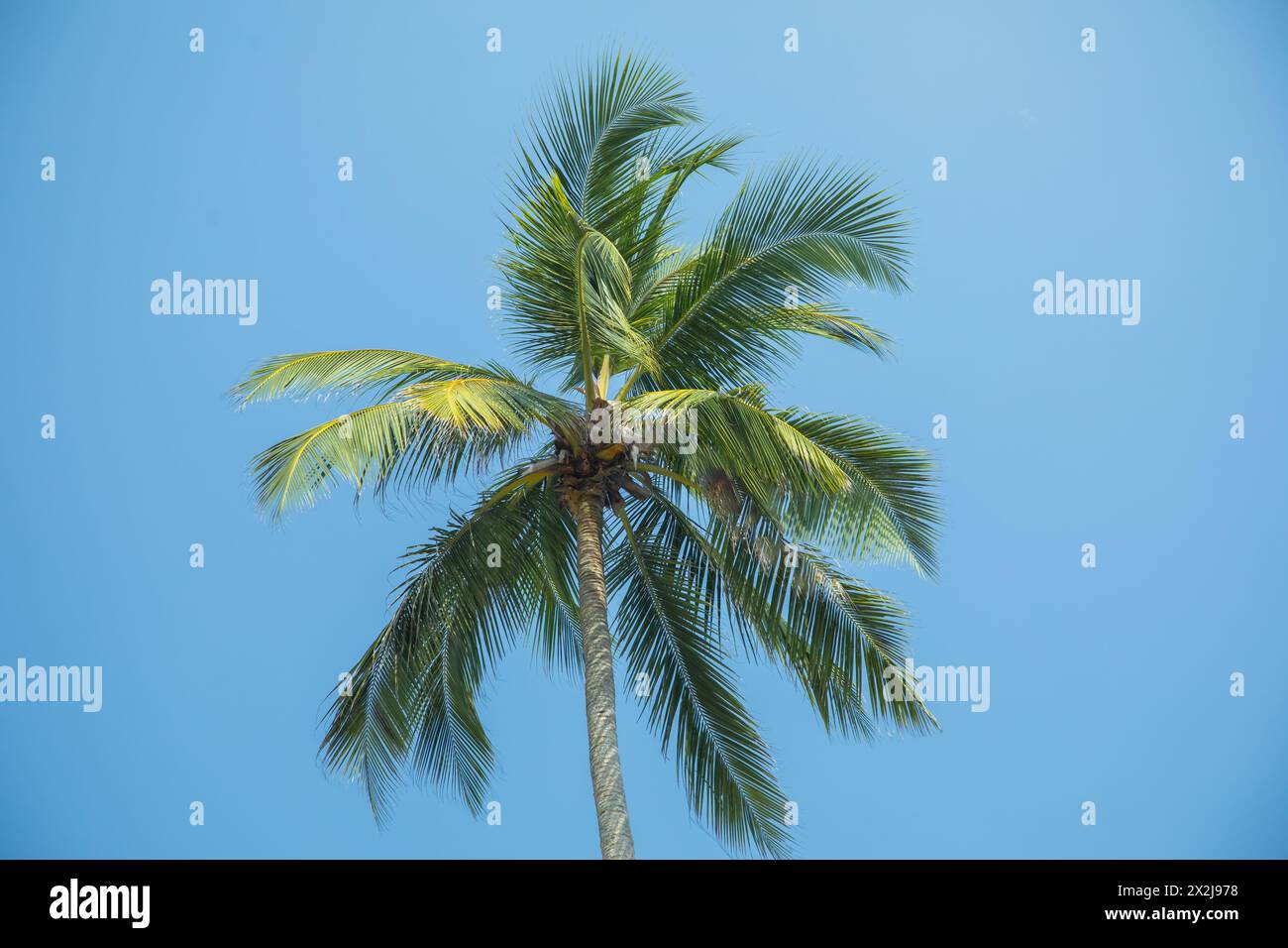 Sagome di una splendida palma contro il cielo blu in un paese caldo. Foto Stock