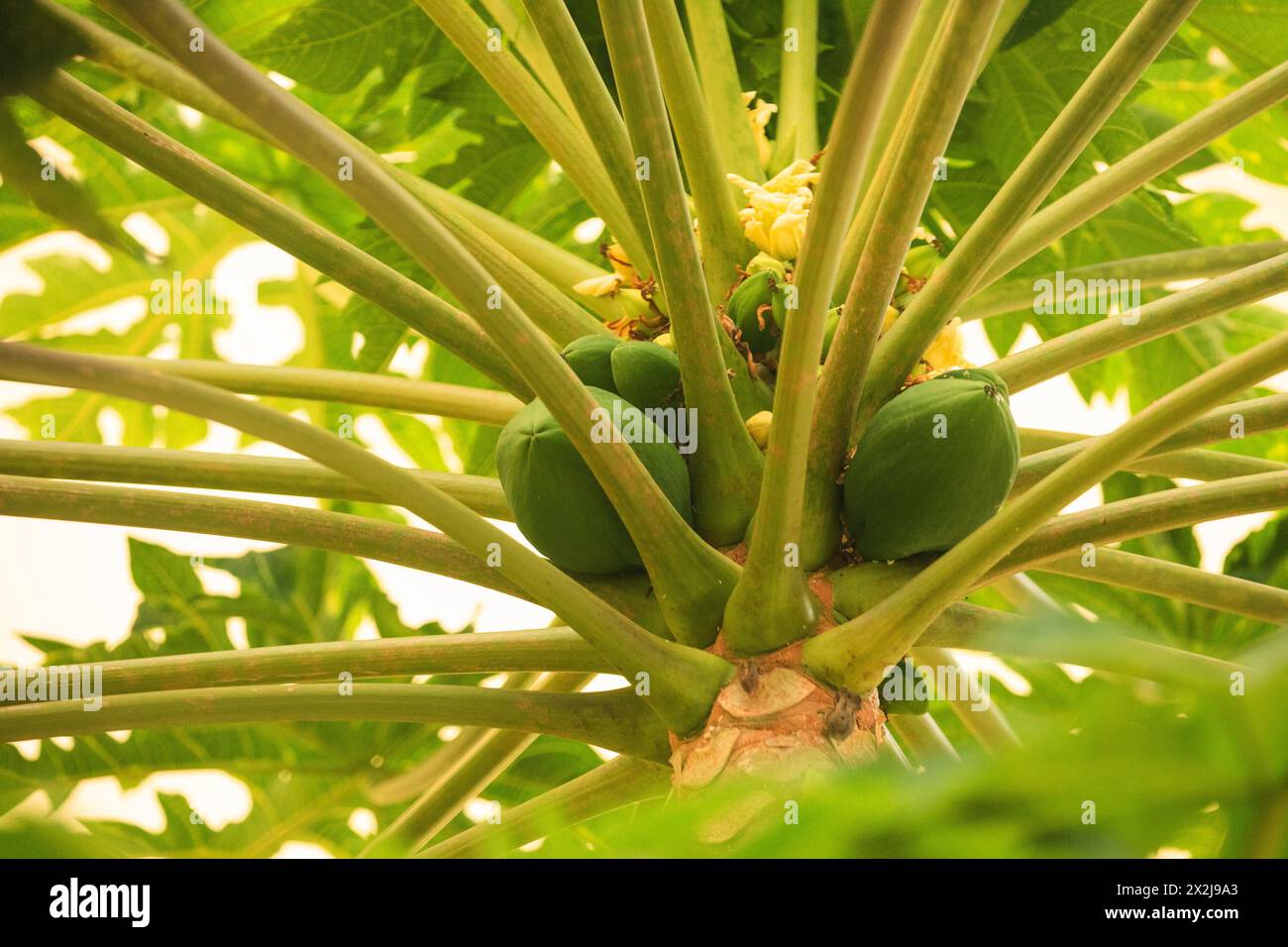 papaya fresca con mazzo di frutta. Diversi papaya verdi di diverse dimensioni maturano su un albero in Africa Foto Stock