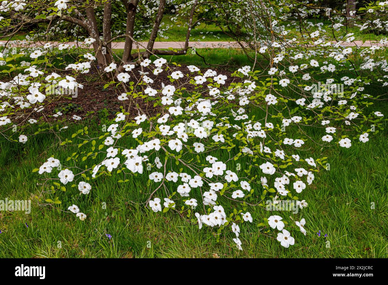 Grandi bratti bianchi (non petali) di Cornus 'Ormonde' in RHS Garden, Wisley, Surrey, Inghilterra sud-orientale in primavera Foto Stock