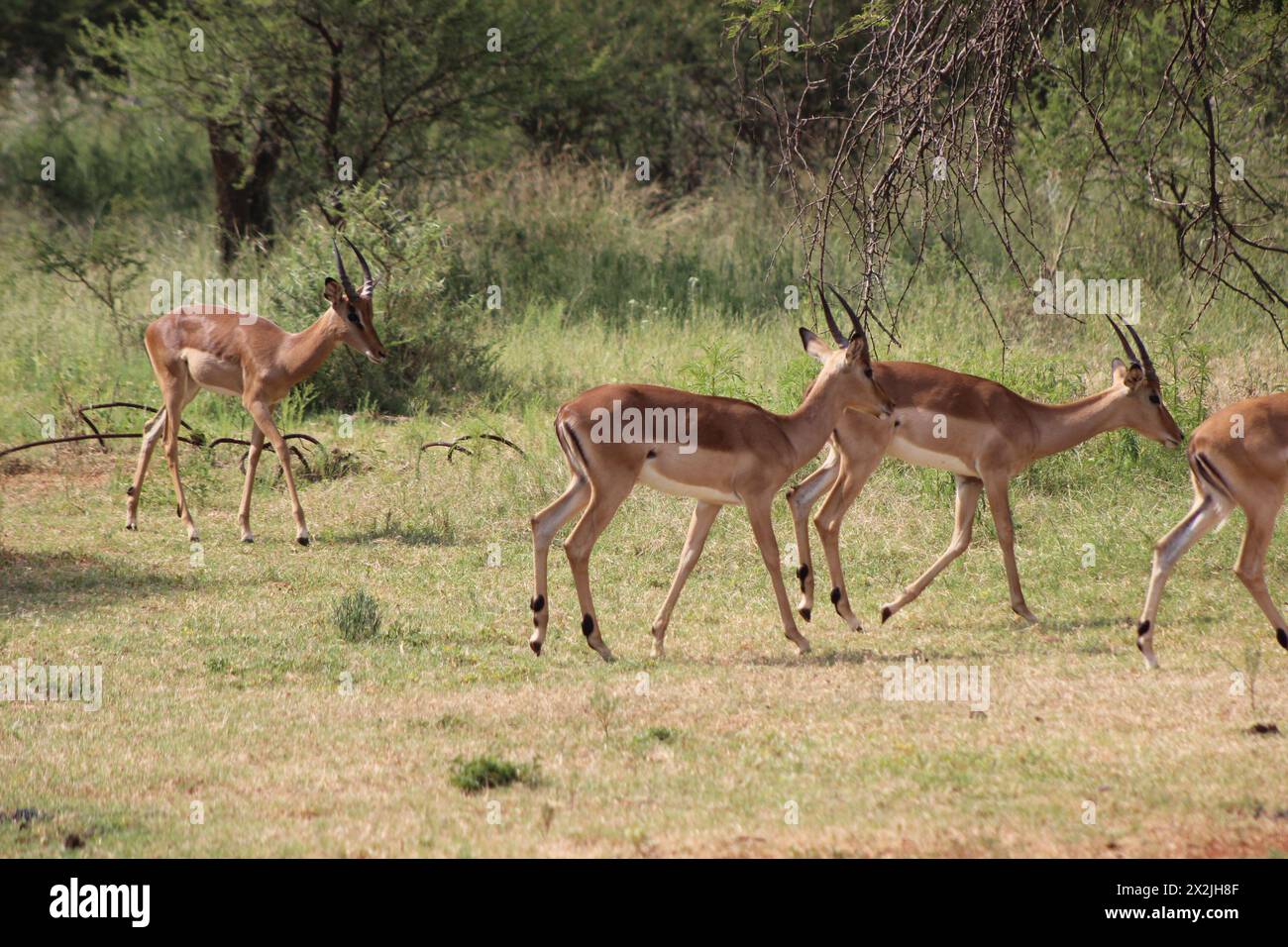 Impala che pascolano nel verde del bosco sotto alcuni alberi spinosi Foto Stock