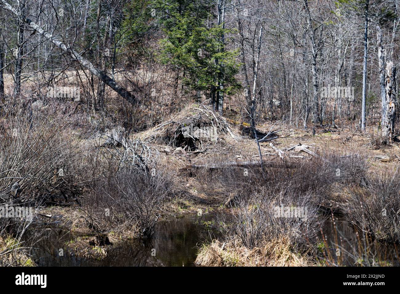 Una vecchia casa abbandonata di castori a causa del basso livello dell'acqua nelle Adirondack Mountains, New York Foto Stock