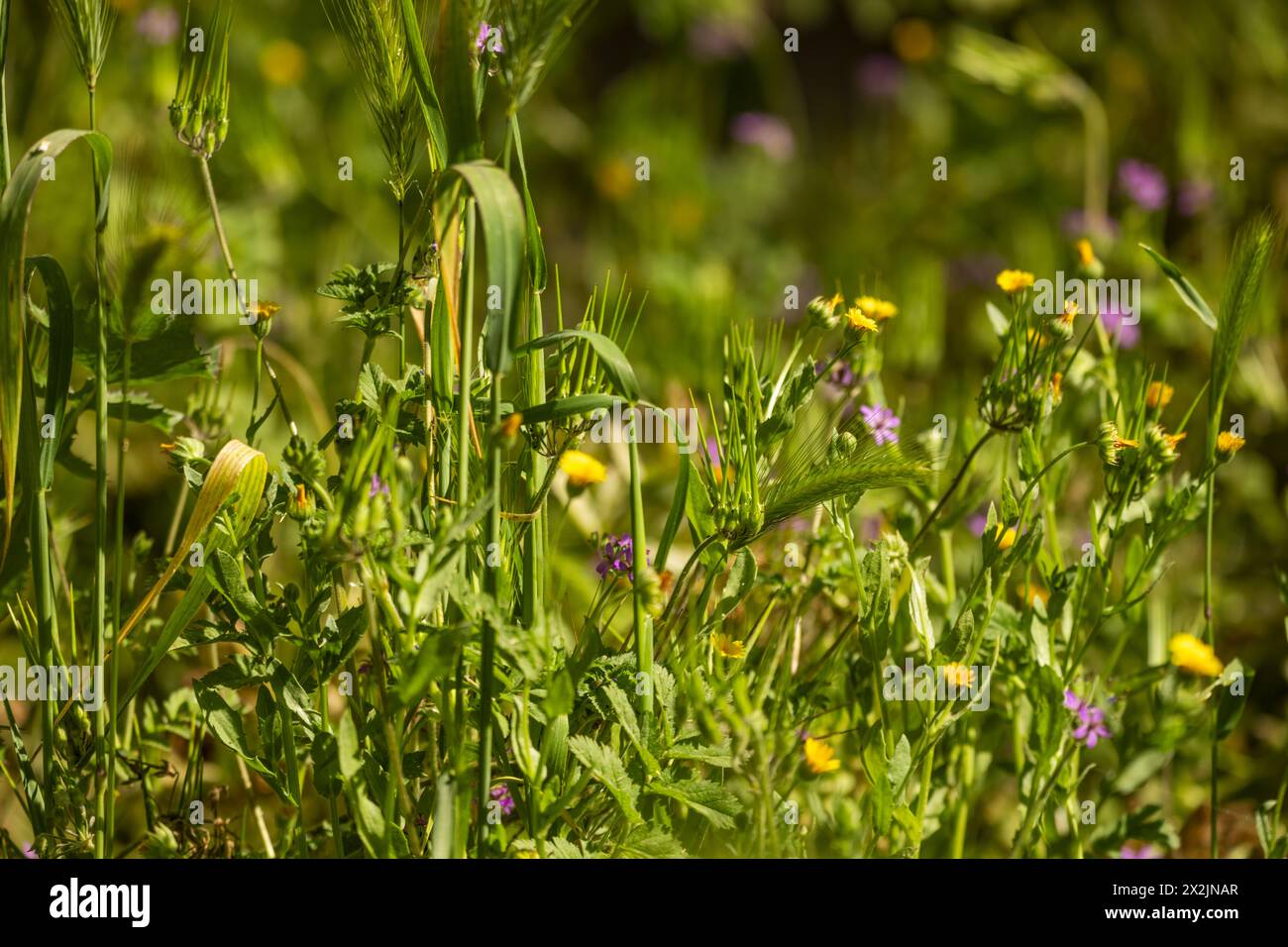 Il prato primaverile pieno di erba fiorita può causare allergie ad alcuni. Estate nella natura selvaggia Foto Stock