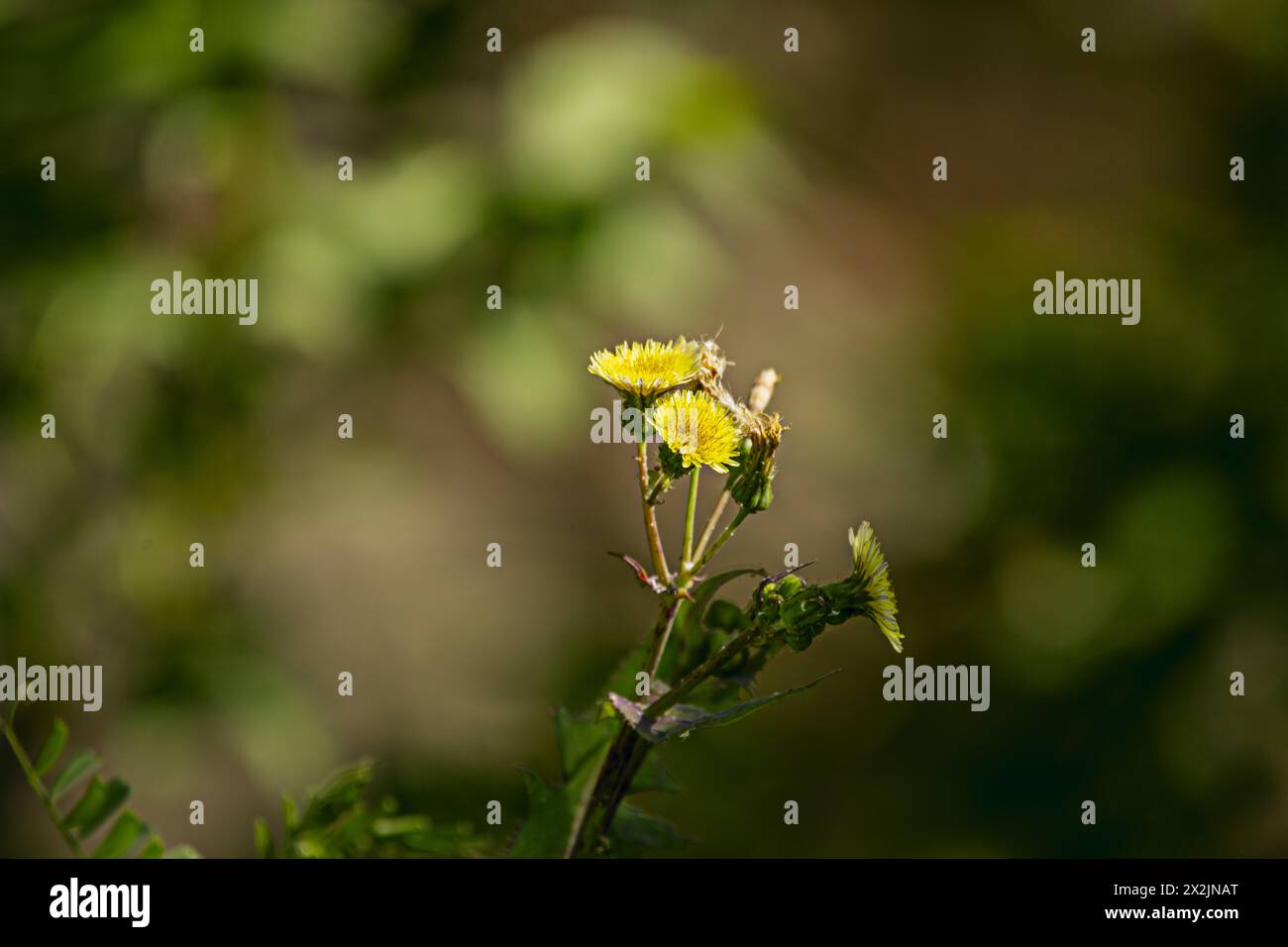 Piccoli fiori di dente di leone giallo brillante con semi in natura Foto Stock
