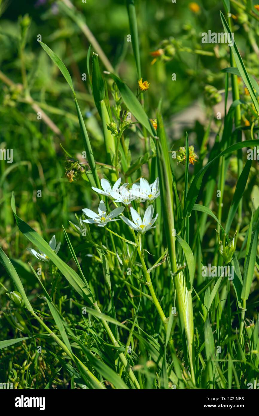 L'Ornithogalum umbellatum è una pianta perenne bulbosa della famiglia delle Asparagaceae, originaria della maggior parte dell'Europa centrale e meridionale, dell'Africa nord-occidentale e di S. Foto Stock
