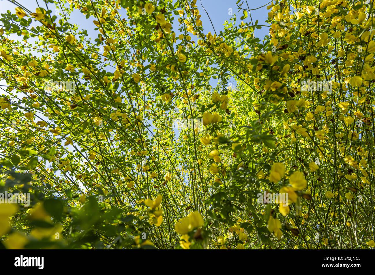Primo piano di Citisus scoparius in fiore, scopa gialla. Cespugli di brune con fiori in primavera, attenzione selettiva, concetto di bellezza naturale Foto Stock