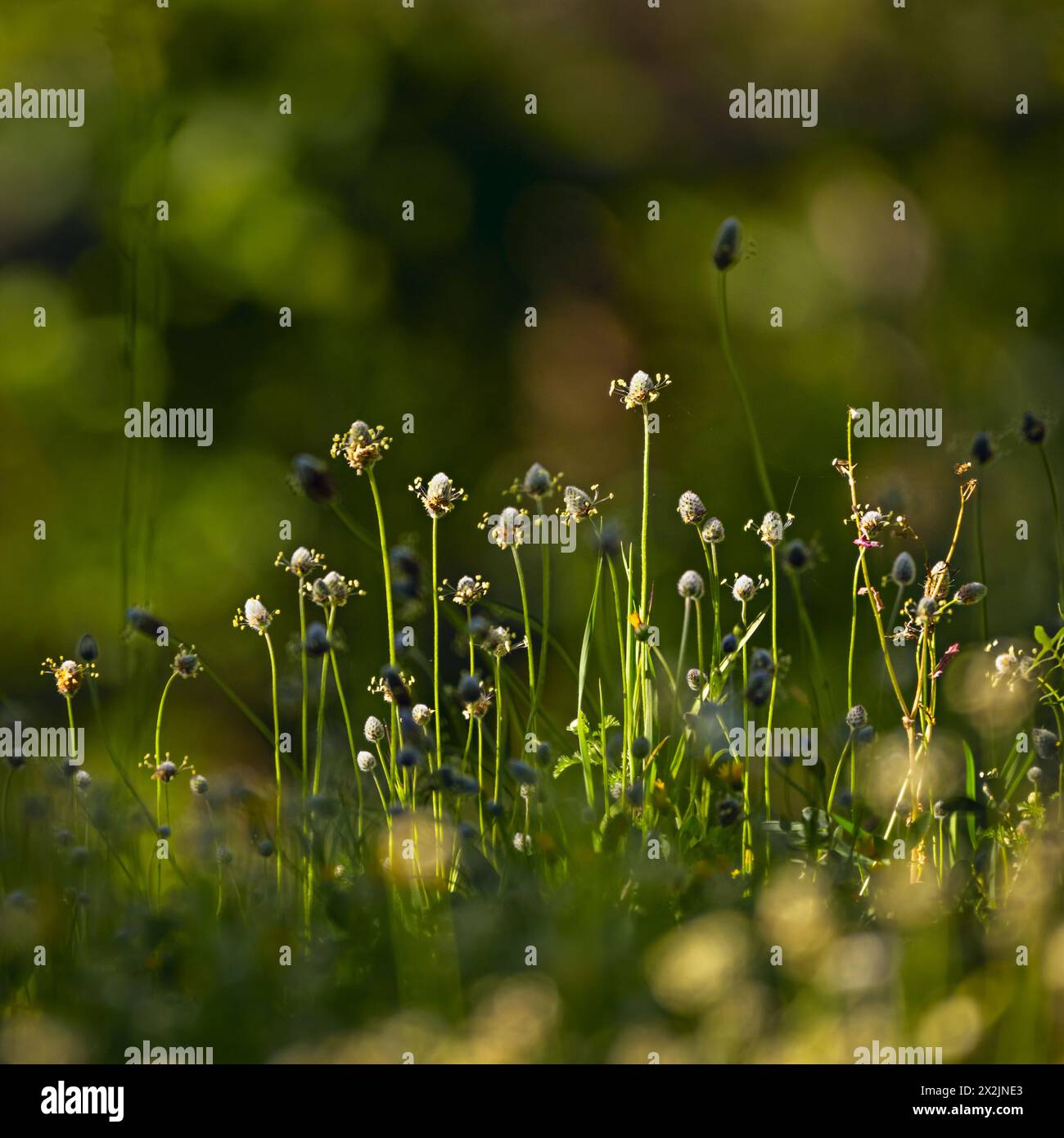 Fuoco morbido natura romantica fiore di erba selvatica prato estivo fiore di campo fiorito con richiamo solare Foto Stock