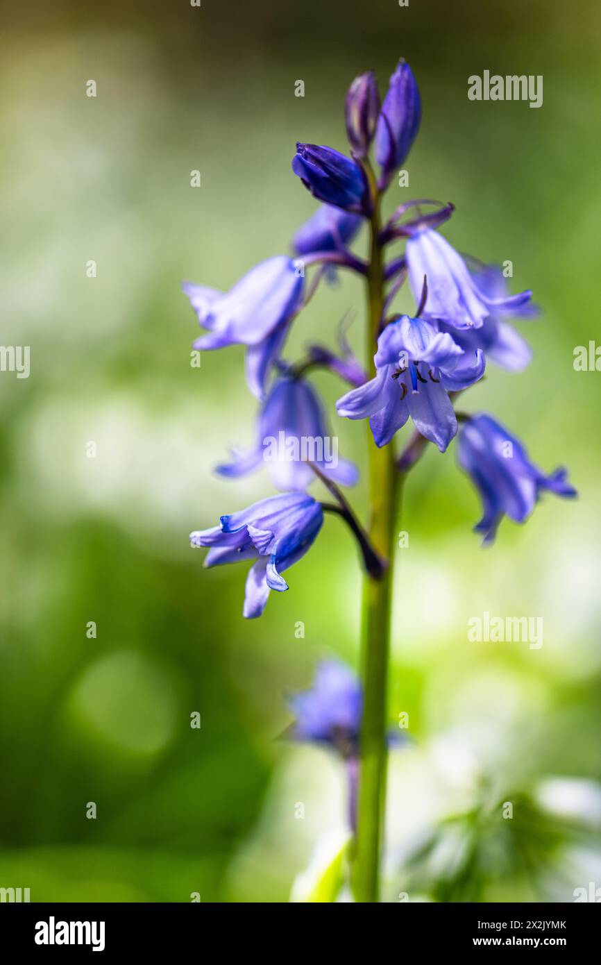 Bluebell, Hyacinthoides non-scripta nella foresta in primavera Foto Stock