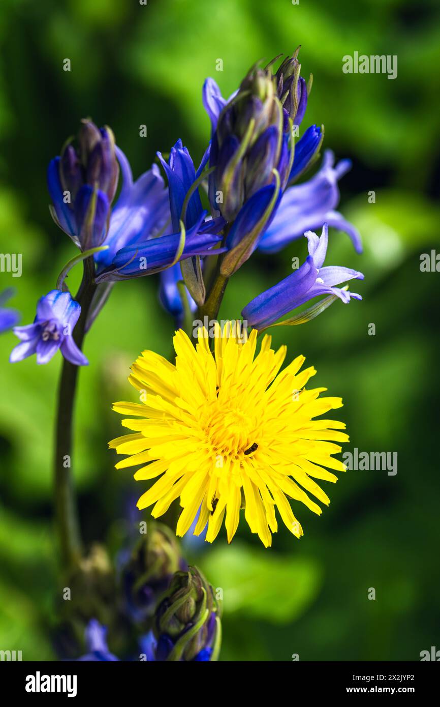 Ommone Sowthistle, Sonchus arvensis e Bluebell, Hyacinthoides non scripta, fiori nella foresta primaverile Foto Stock