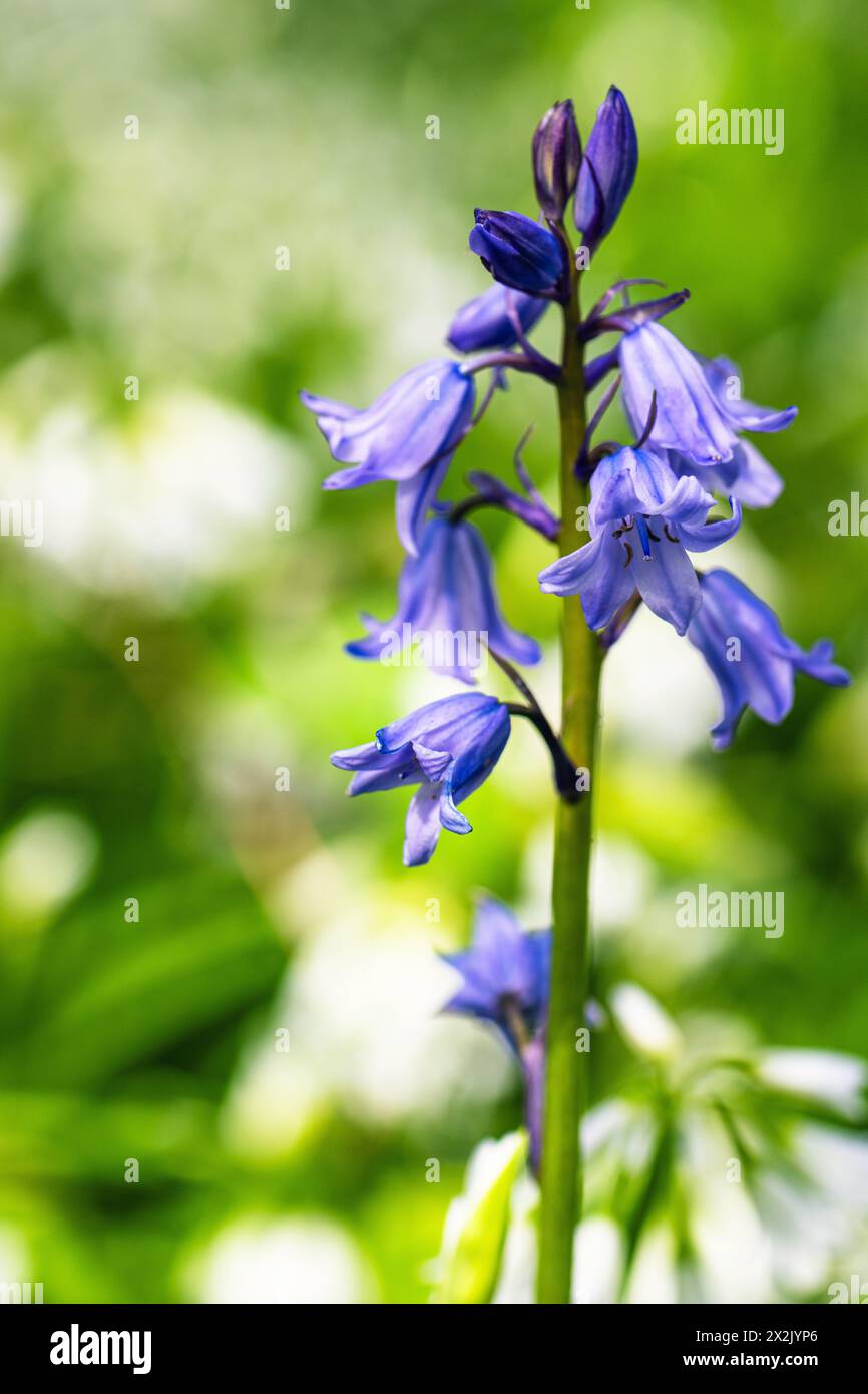 Bluebell, Hyacinthoides non-scripta nella foresta in primavera Foto Stock