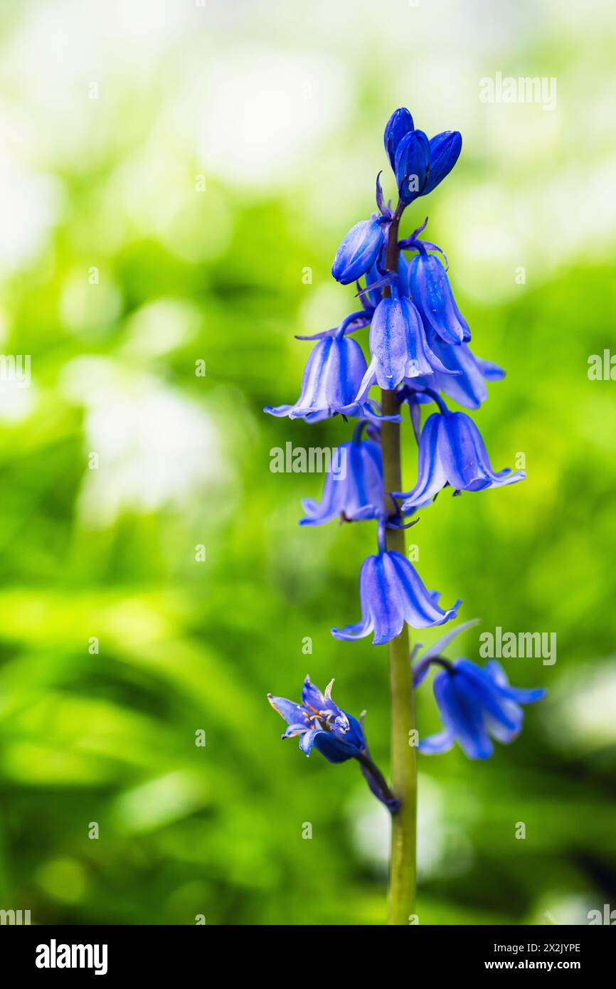 Bluebell, Hyacinthoides non-scripta nella foresta in primavera Foto Stock