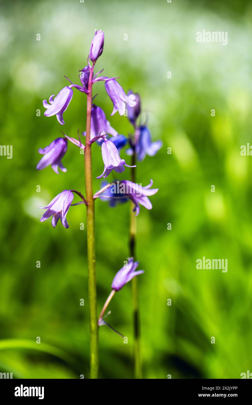 Campanelli blu-viola nativi, campanello blu, Hyacinthoides non-scripta nella foresta in primavera Foto Stock