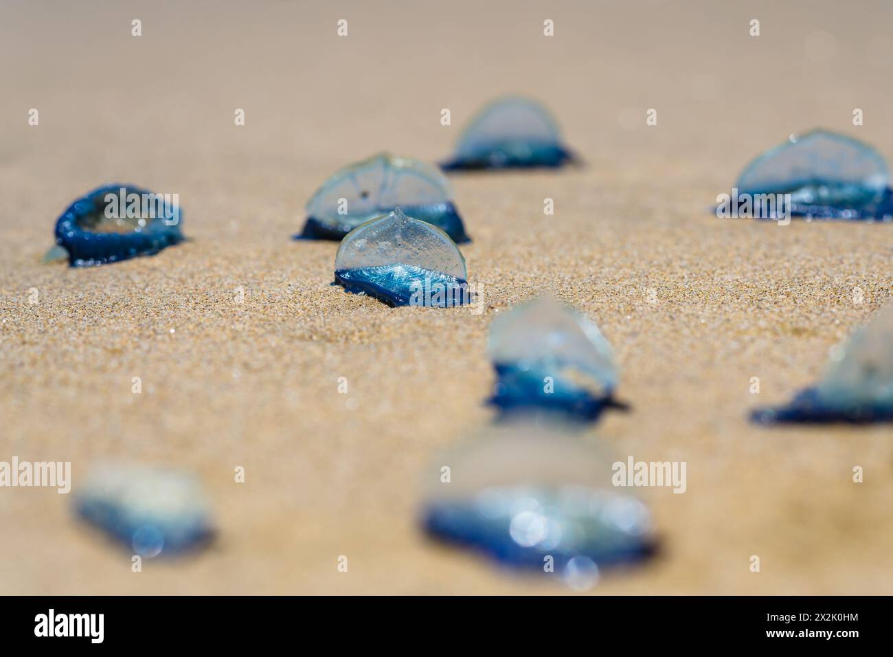 Le meduse blu si lavano su una spiaggia sabbiosa, i loro corpi traslucidi brillano alla luce del sole. Foto Stock