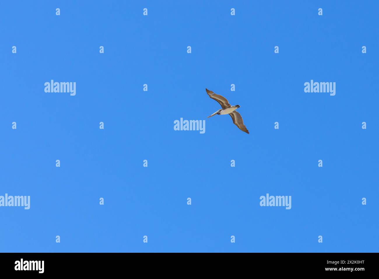 Un pellicano vola attraverso un cielo azzurro limpido, con le sue ali ben allungate. Foto Stock