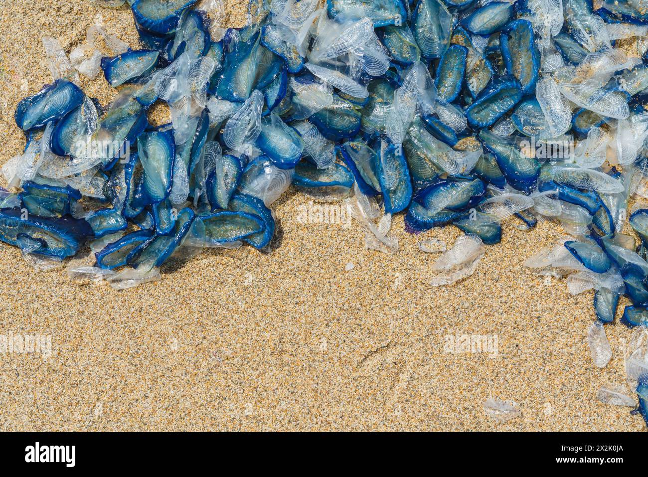 Un gruppo di meduse blu copre una sezione di spiaggia sabbiosa, i cui corpi traslucidi si intrecciano. Foto Stock