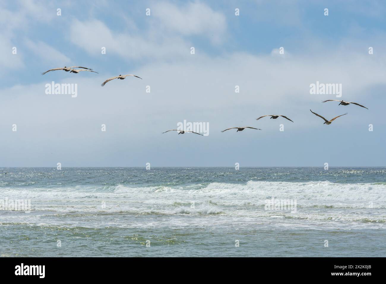 Un gruppo di pellicani scivola sull'oceano, con onde che si infrangono contro un cielo blu. Foto Stock