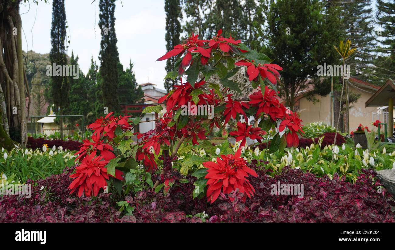 Piante con foglie rosse e verdi in giardino al mattino Foto Stock