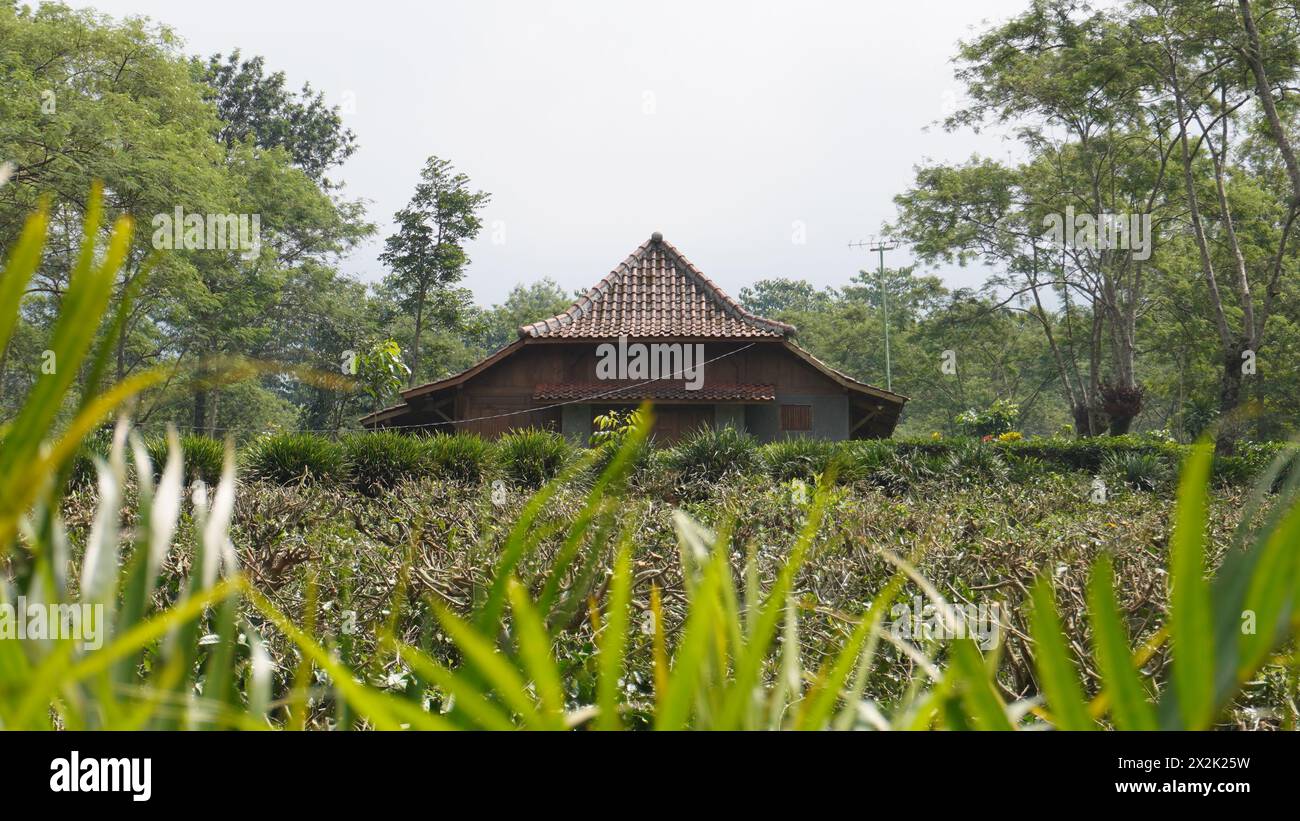 Una casa marrone fatta di legno si trova nel mezzo di un giardino da tè nell'area turistica del giardino da tè Wonosari, Malang Foto Stock