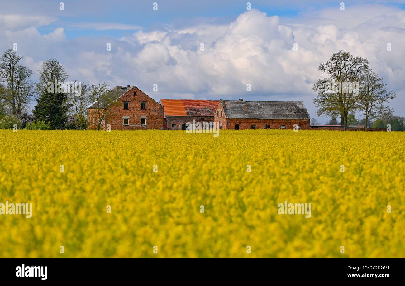 Letschin, Germania. 22 aprile 2024. La colza nell'Oderbruch, nel distretto di Märkisch-Oderland, nel Brandeburgo orientale, è di colore giallo brillante. Il sole splende a volte tra le nuvole il martedì. Rimane prevalentemente asciutto e si riscalda fino a nove-undici gradi. Un vento leggero soffierà da direzioni diverse. Sarà di nuovo ghiacciato mercoledì sera. Sono possibili piccole quantità di precipitazioni. I bassi saranno intorno al punto di congelamento, tra due e meno un grado, fino a meno quattro gradi vicino al suolo crediti: Patrick Pleul/dpa/ZB/dpa/Alamy Live News Foto Stock