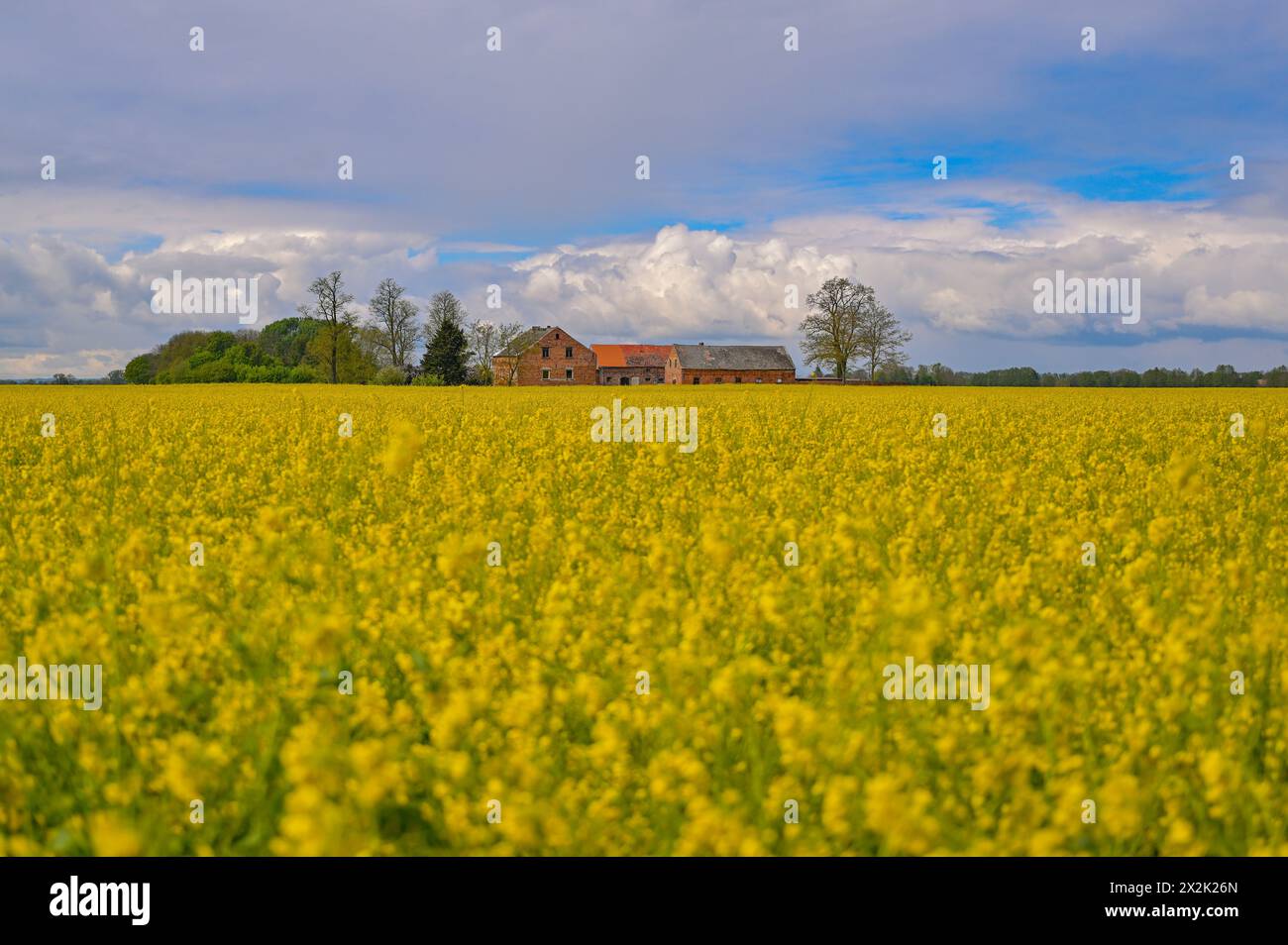Letschin, Germania. 22 aprile 2024. La colza nell'Oderbruch, nel distretto di Märkisch-Oderland, nel Brandeburgo orientale, è di colore giallo brillante. Il sole splende a volte tra le nuvole il martedì. Rimane prevalentemente asciutto e si riscalda fino a nove-undici gradi. Un vento leggero soffierà da direzioni diverse. Sarà di nuovo ghiacciato mercoledì sera. Sono possibili piccole quantità di precipitazioni. I bassi saranno intorno al punto di congelamento, tra due e meno un grado, fino a meno quattro gradi vicino al suolo crediti: Patrick Pleul/dpa/ZB/dpa/Alamy Live News Foto Stock