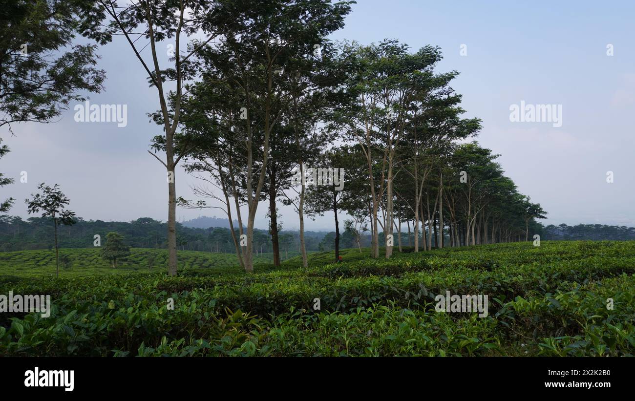 La vasta distesa di giardini da tè è accompagnata da alberi nel mezzo Foto Stock