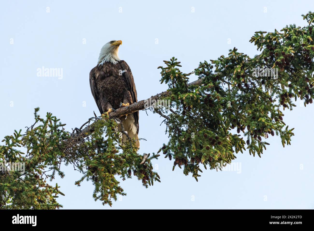 Aquila calva vista in un ambiente selvaggio all'aperto con sfondo blu nel territorio dello Yukon, Canada. Foto Stock