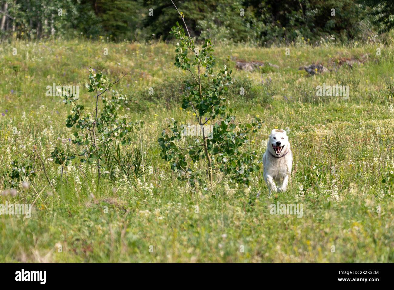 Cane da compagnia visto all'aperto in Canada durante l'estate, correndo con la bocca aperta e sguardo felice sul viso. Foto Stock