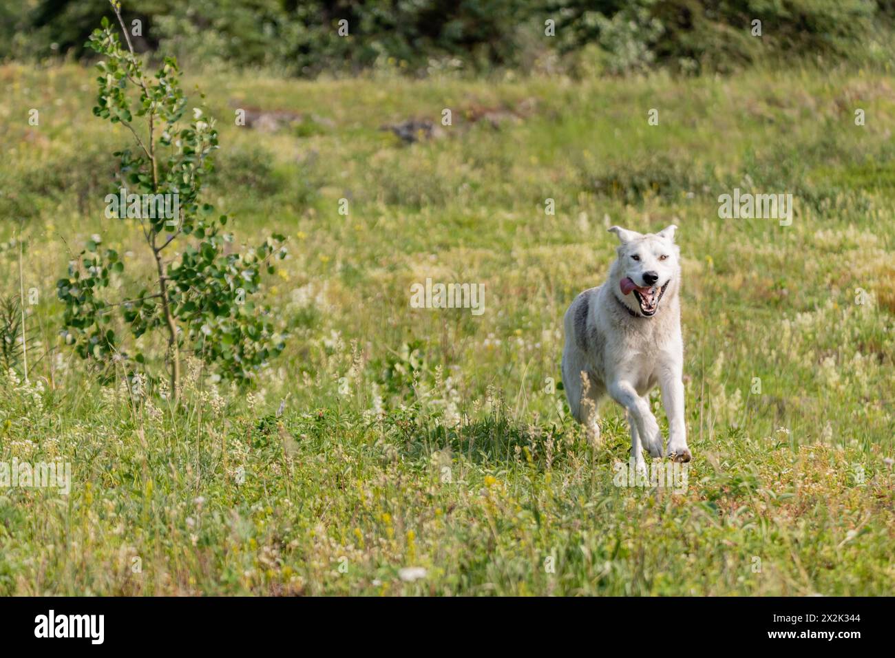 Cane da compagnia visto all'aperto in Canada durante l'estate, correndo con la bocca aperta e sguardo felice sul viso. Foto Stock