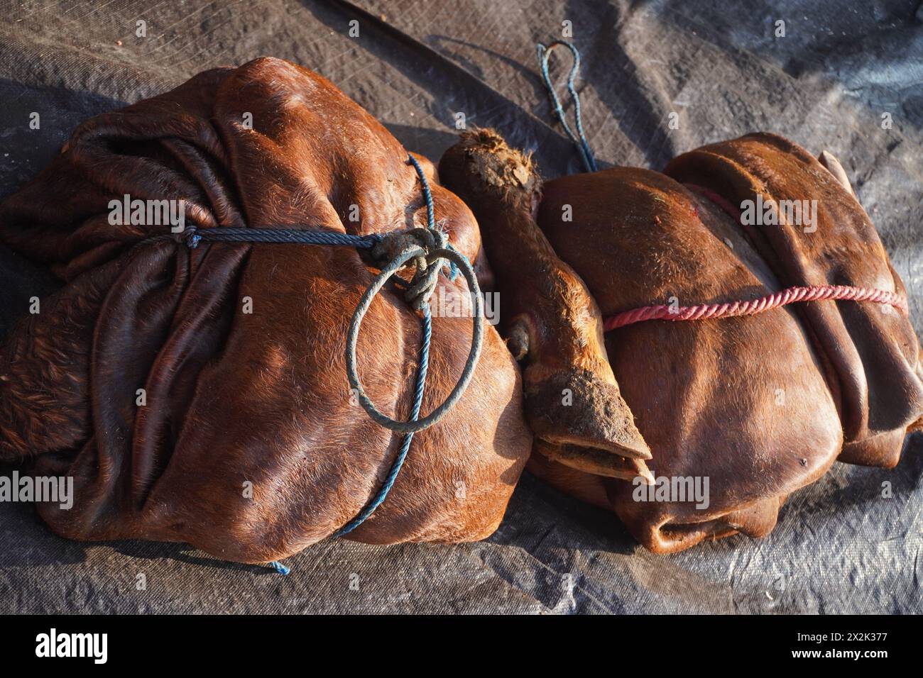 Vacchetta marrone che è stata piegata e legata con una corda durante la celebrazione di Eid al-Adha Foto Stock