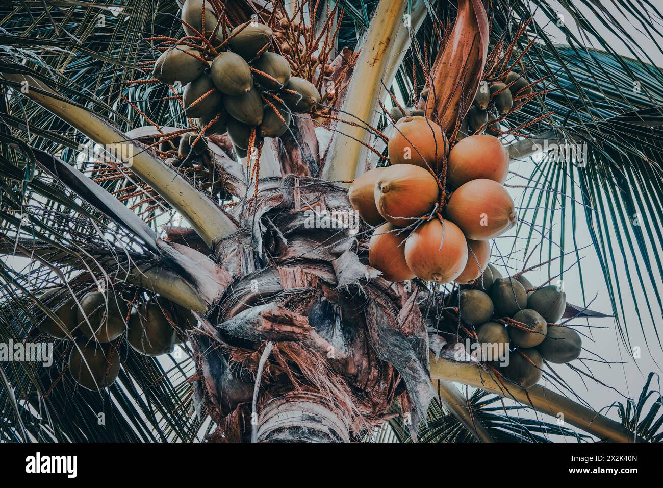 Immagine vivace che mostra un albero di cocco maturo traboccante di mucche di cocco maturo, splendidamente incorniciato da vibranti foglie di palma contro un cielo morbido. Foto Stock