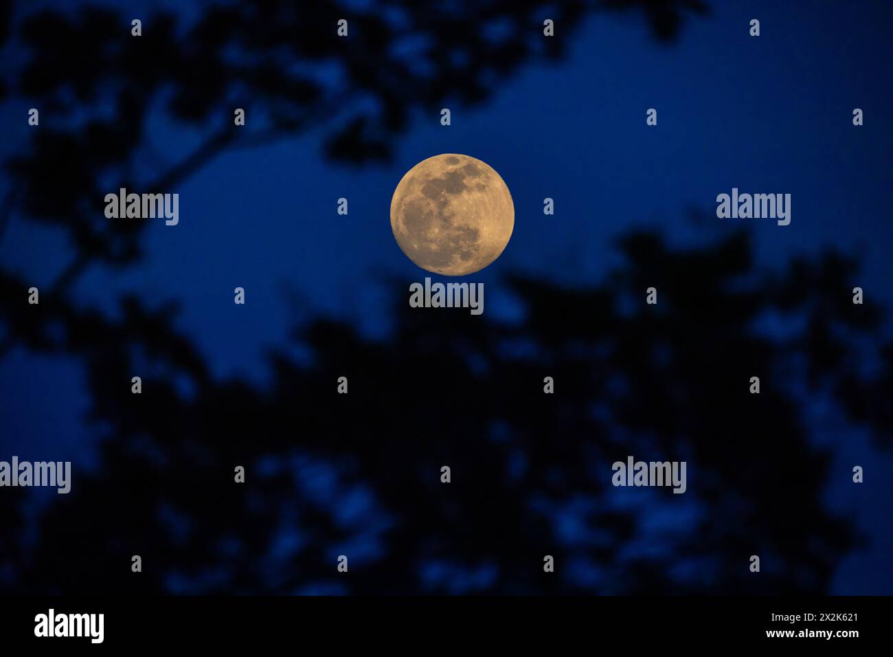 Una luna piena dai colori caldi che sorge tra i rami degli alberi poco dopo il tramonto. Foto Stock