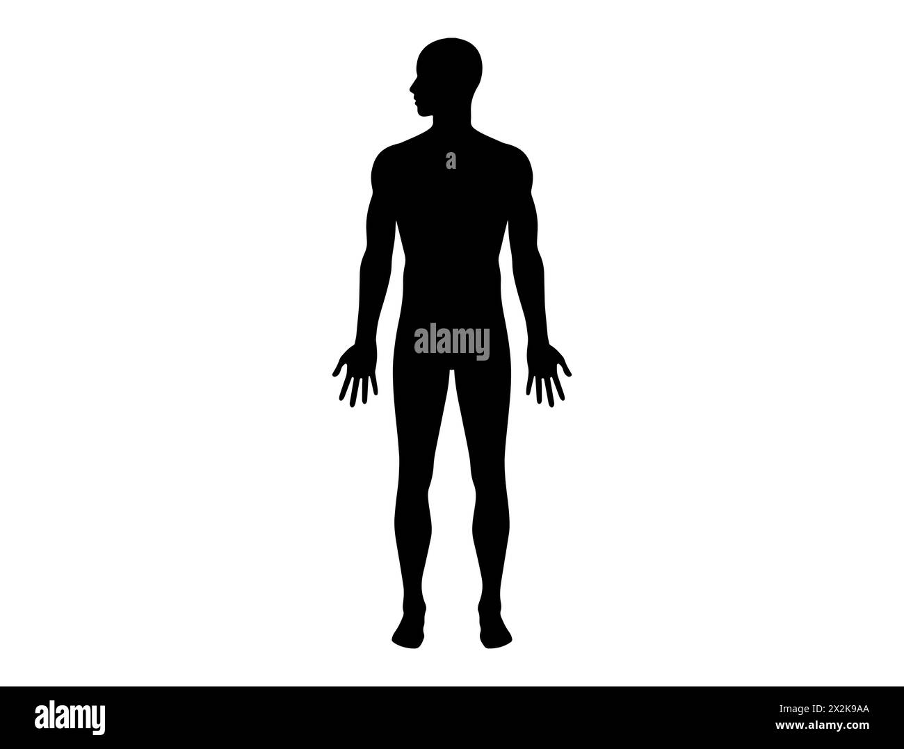 Grafica vettoriale sagoma corpo umano Illustrazione Vettoriale
