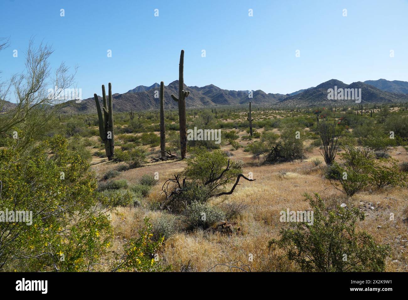 Cactus del Saguaro Foto Stock
