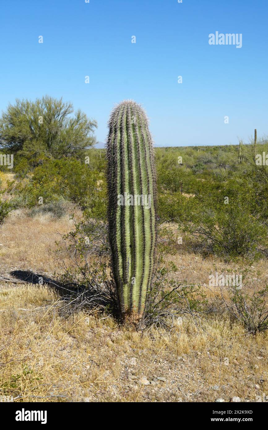 Cactus del Saguaro Foto Stock