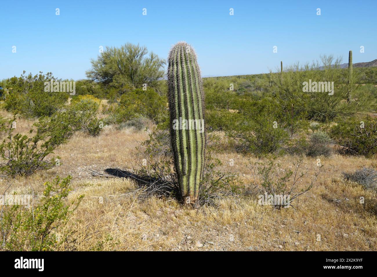 Cactus del Saguaro Foto Stock