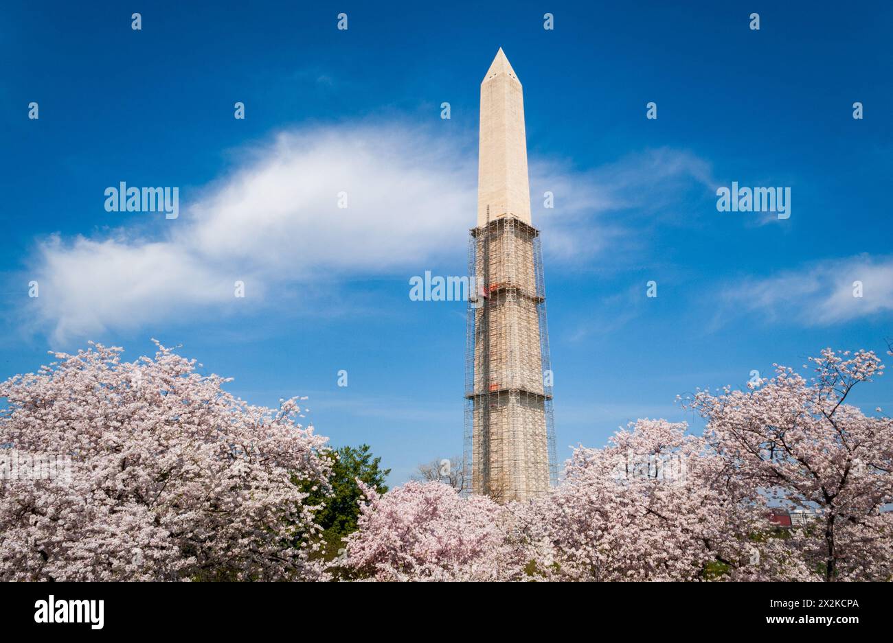 La costruzione dell'obelisco del monumento a Washington viene riparata dal bacino di marea sul centro commerciale al National Cherry Blossom Festival di Washington D.C., USA Foto Stock