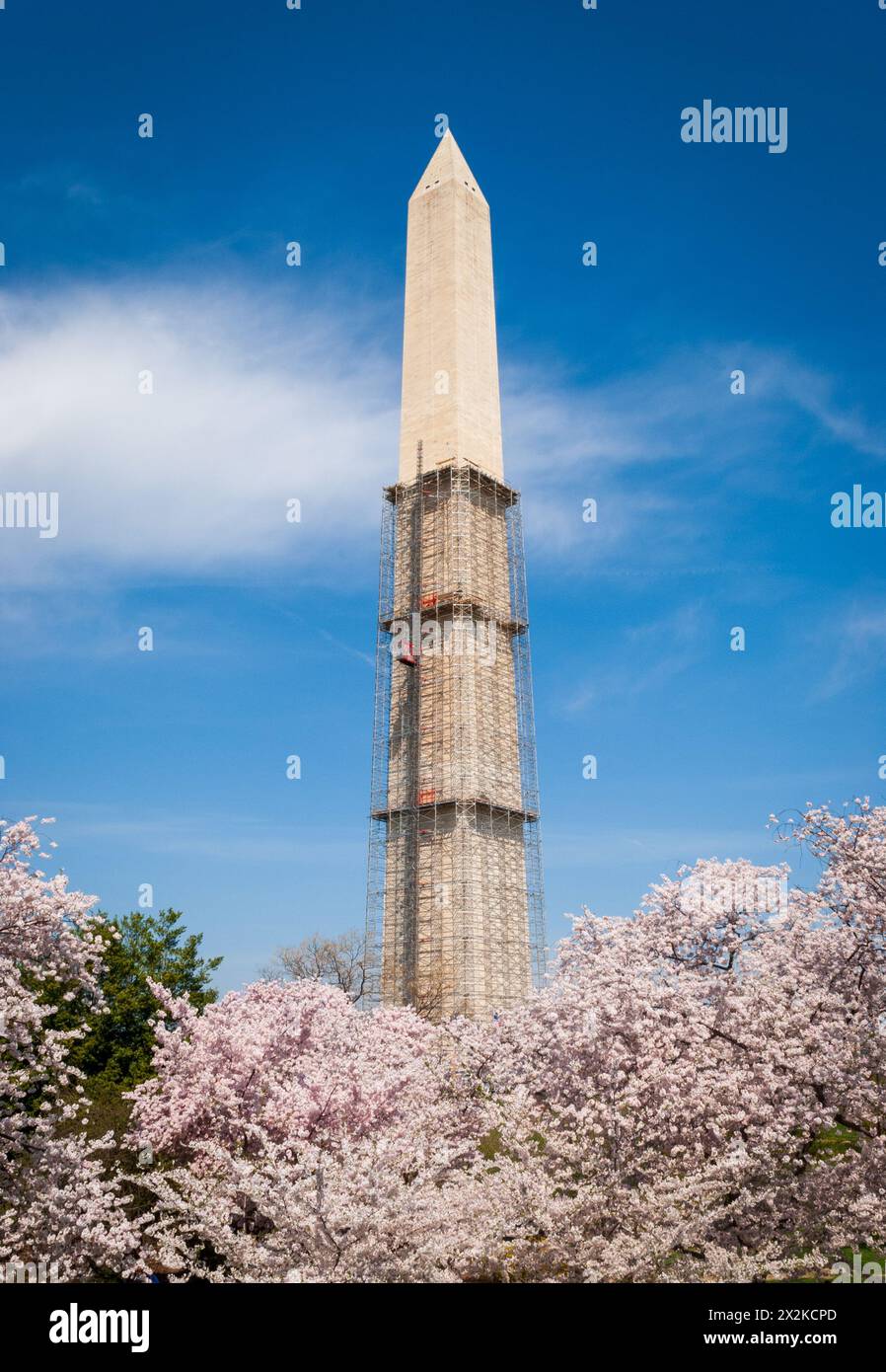 La costruzione dell'obelisco del monumento a Washington viene riparata dal bacino di marea sul centro commerciale al National Cherry Blossom Festival di Washington D.C., USA Foto Stock