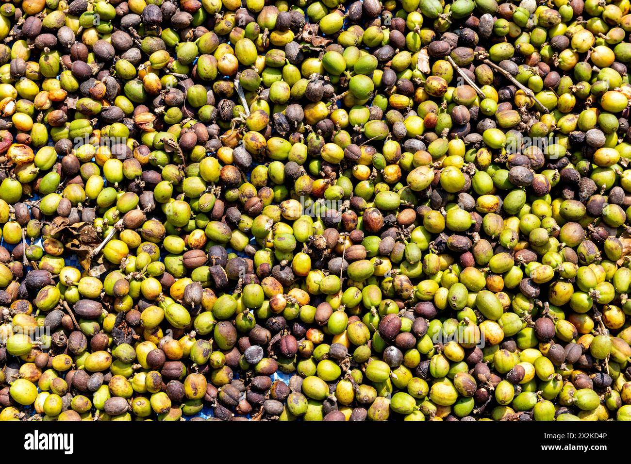 processo di essiccazione dei chicchi di caffè dopo la pulizia, bagnati dalla luce solare vibrante, che mostra la meticolosa maestria artigianale nella piantagione di caffè Foto Stock