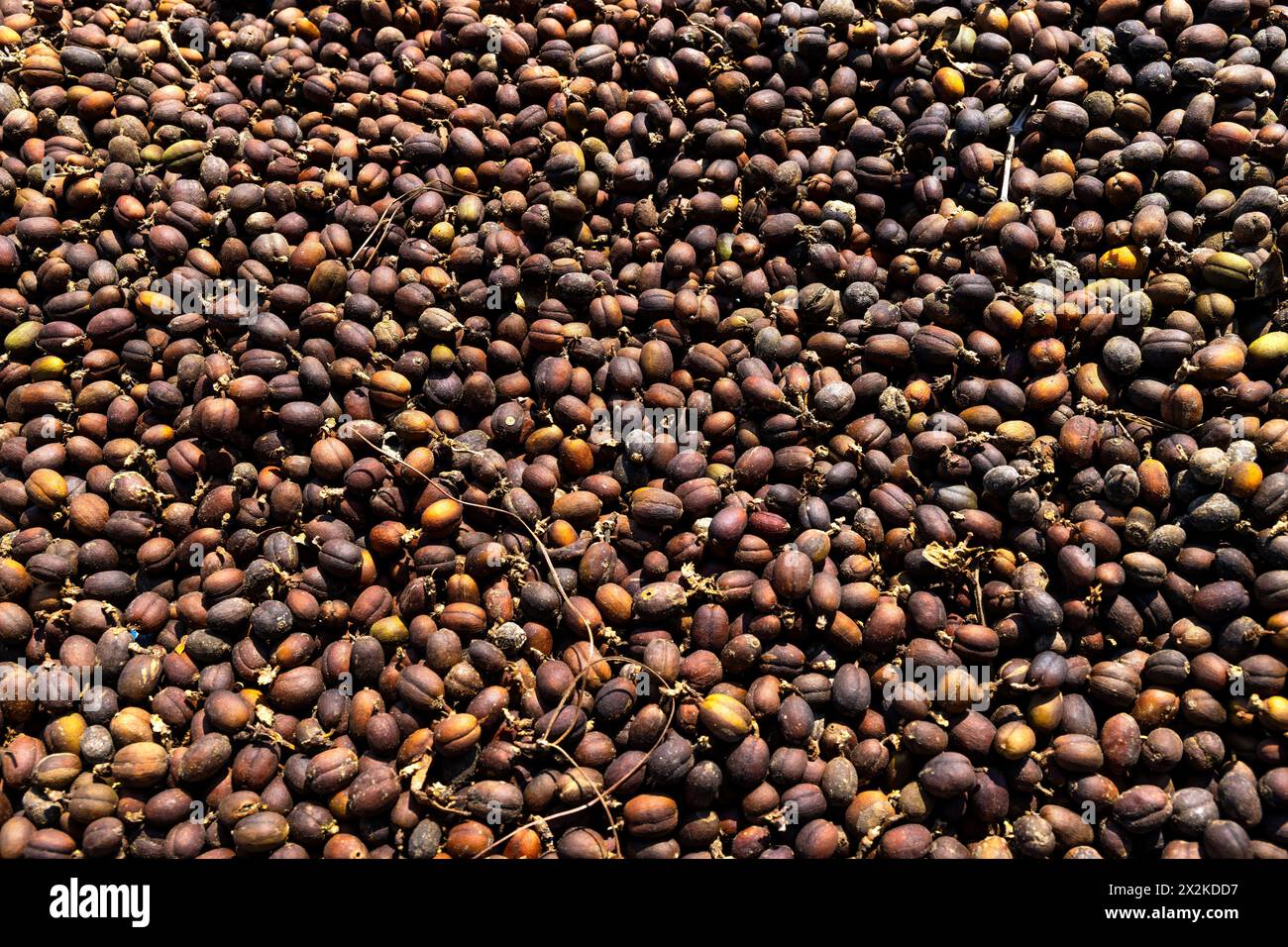 processo di essiccazione dei chicchi di caffè dopo la pulizia, bagnati dalla luce solare vibrante, che mostra la meticolosa maestria artigianale nella piantagione di caffè Foto Stock