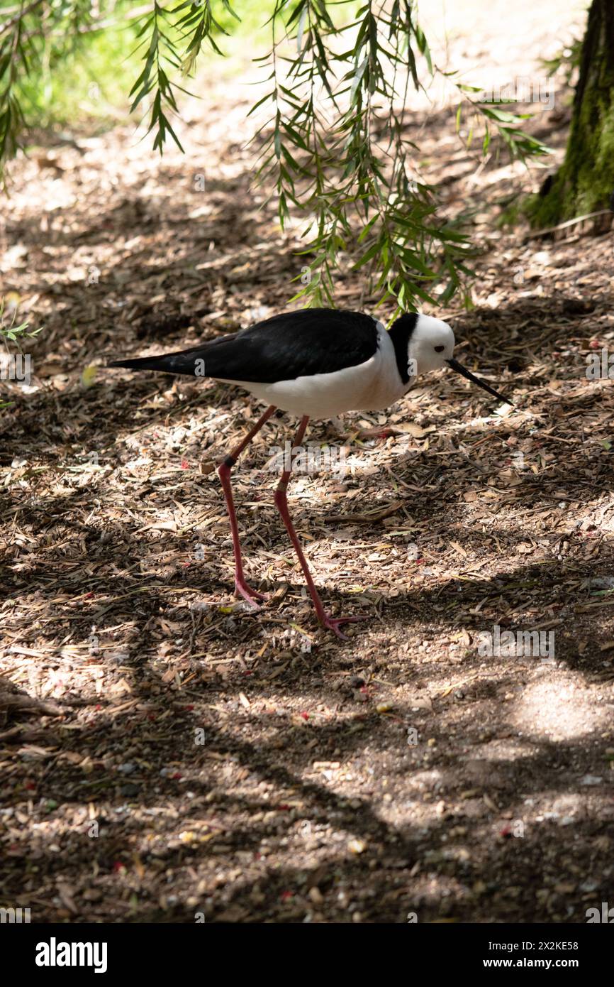 Black Winged Stilt, Australia, Australia, becco, uccello, nero, uccello d'acqua, Stilt, alto, bianco, gambe lunghe, piume nere, piume bianche, becco nero, A. Foto Stock