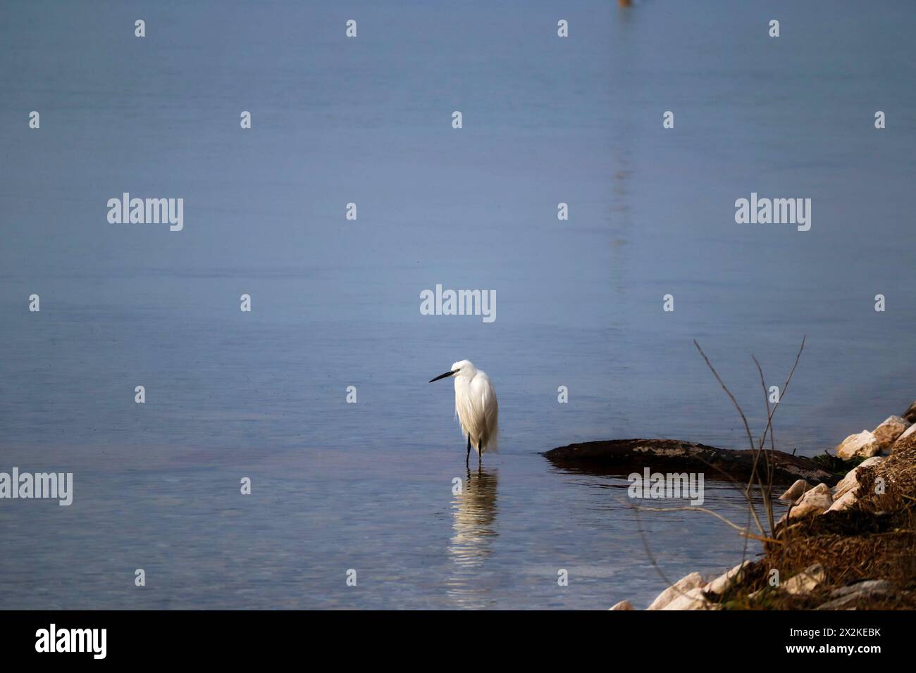 Gru sul Lago di Garda Foto Stock