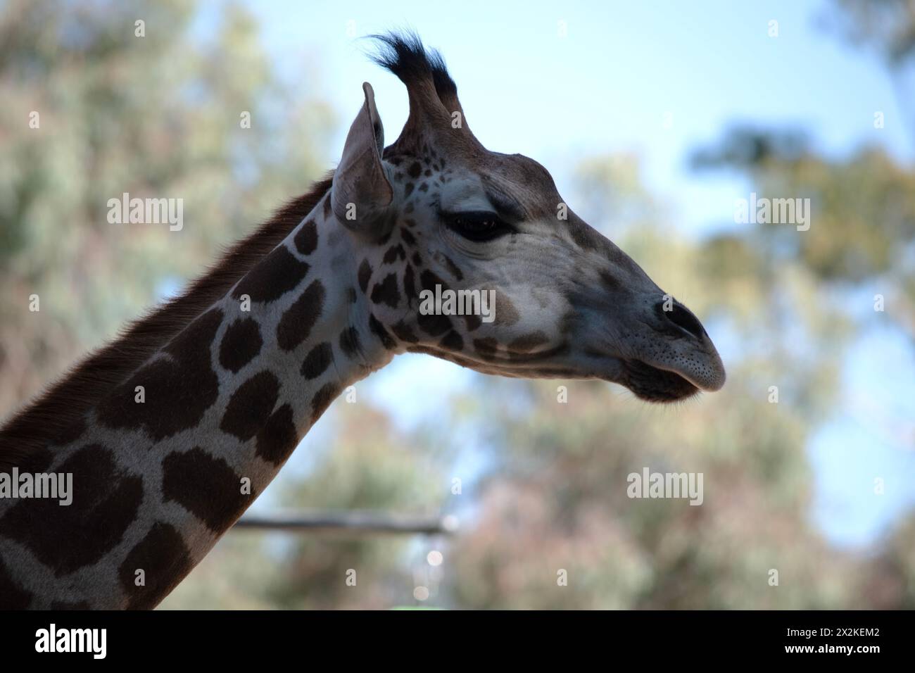 La giraffa è la più alta di tutti i mammiferi. La giraffa ha un corpo corto, una coda tufata, una criniera corta e corna corti ricoperte di pelle. Foto Stock