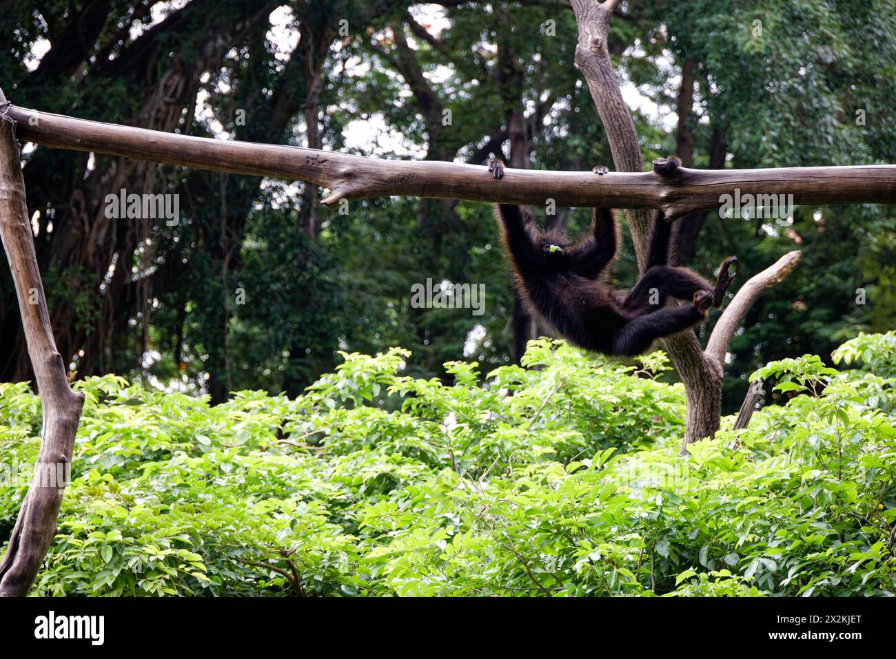 Santa Cruz de la Sierra, Bolivia. 12 gennaio 2024. Mono arano o marimono (Ateles chamek) nello zoo municipale di Santa Cruz de la Sierra, Bolivia. Foto Stock