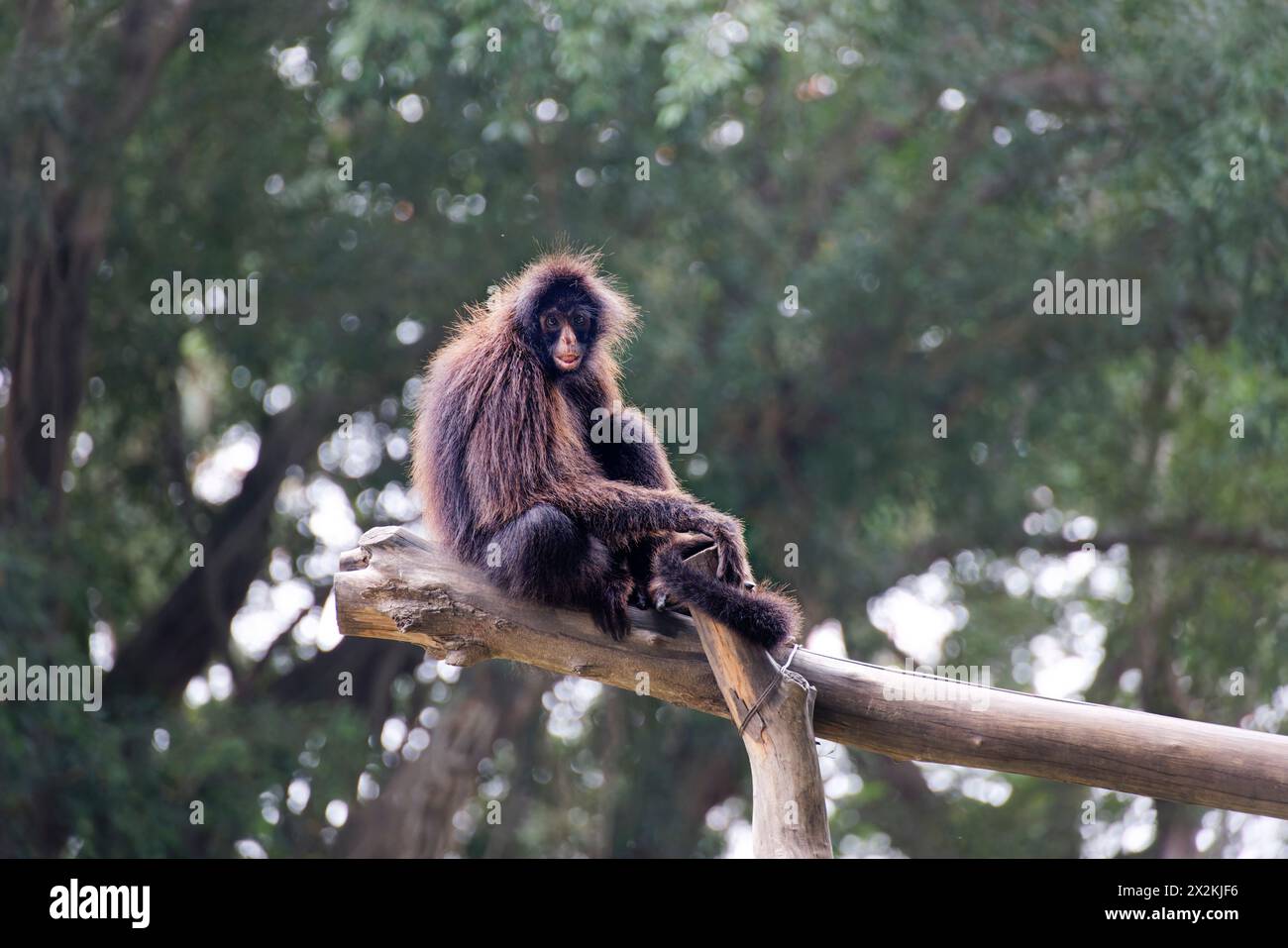 Santa Cruz de la Sierra, Bolivia. 12 gennaio 2024. Mono arano o marimono (Ateles chamek) nello zoo municipale di Santa Cruz de la Sierra, Bolivia. Foto Stock
