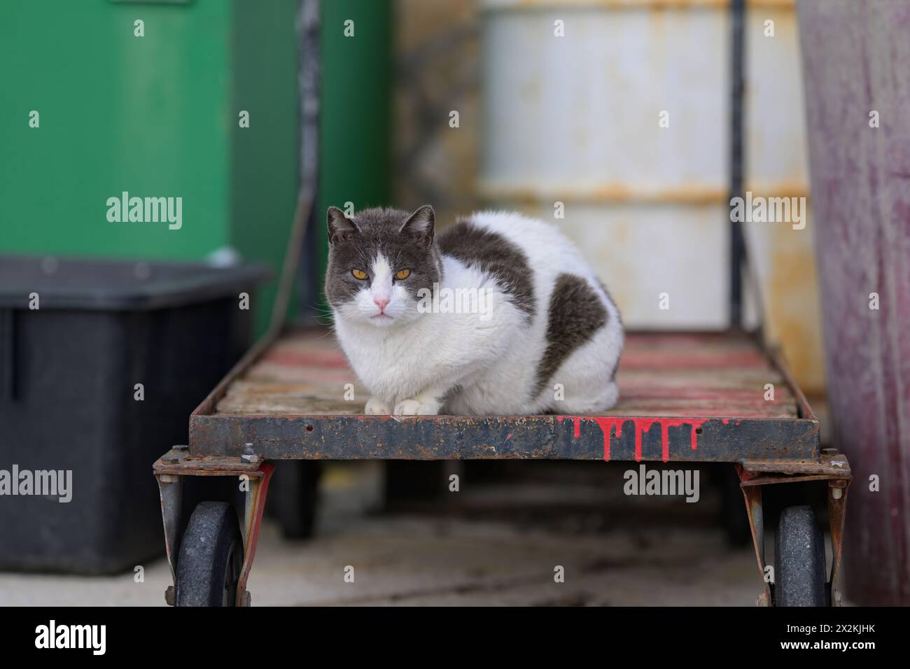 Ritratto di un bellissimo gatto bianco e grigio che riposa Foto Stock