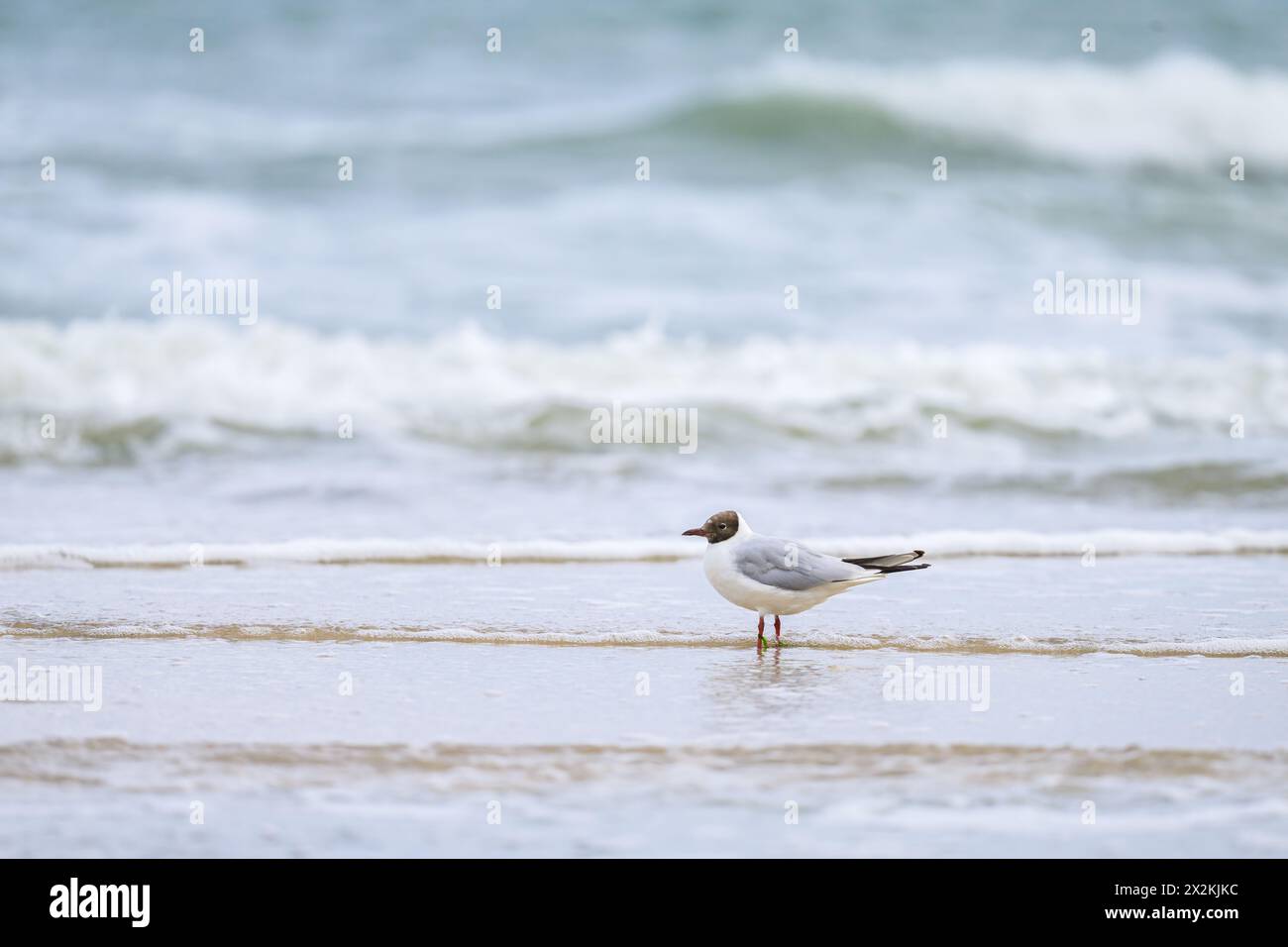 Un gabbiano dalla testa nera sulla spiaggia di fronte a un'onda schiacciante in una giornata nuvolosa d'estate Foto Stock