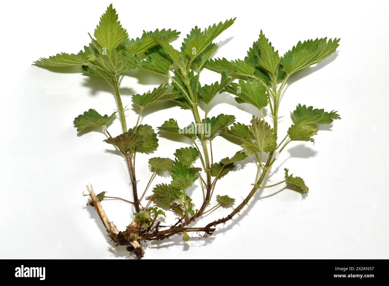 Erbario. Esercitazione. Ortica pianta cespuglio, il suo sistema di radici e stelo con foglie. Foto Stock