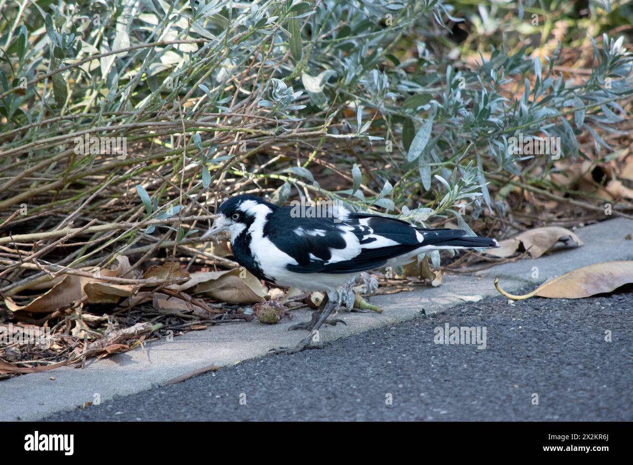 Il larice Magpie è distintamente segnato in bianco e nero. Il sottile becco biancastro e l'iride pallido lo separano da altre specie di colore simile. Foto Stock