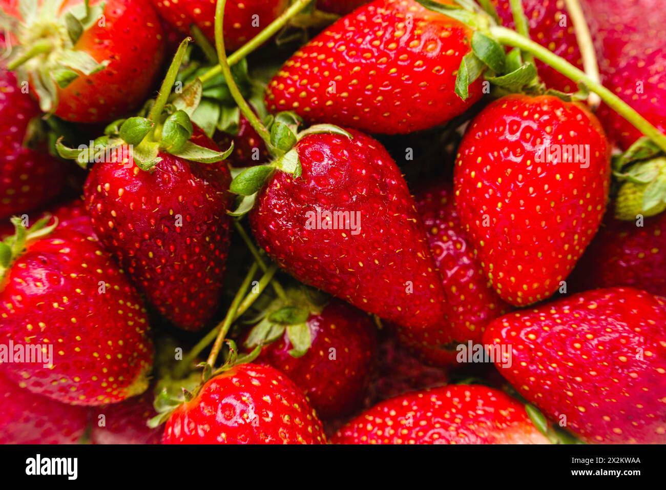 Vista dall'alto del mucchio di fragole che ricopre completamente il telaio Foto Stock
